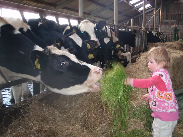 Kind voert de koeien in de boerderijstal