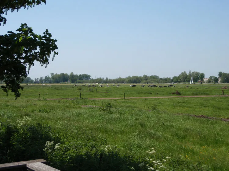 Weidse Friese polder met koeien en een zeilboot