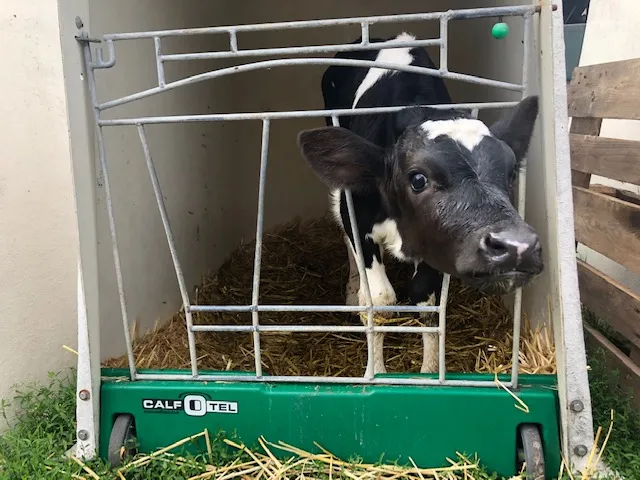 Sfeer bij de boerderijcamping